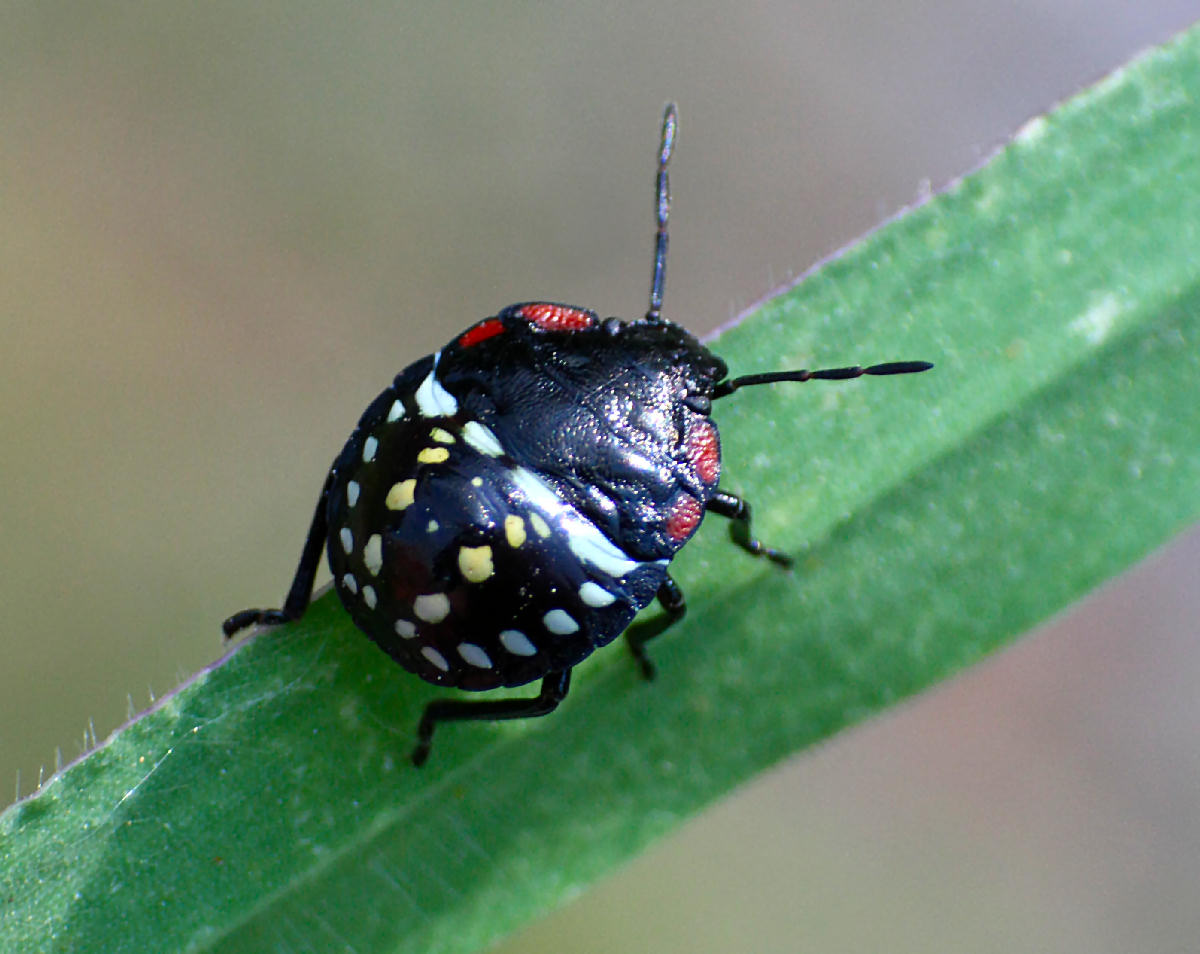 Pentatomidae: neanide di Nezara viridula di Lombardia (CO)